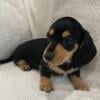 Dachshund Puppies located in Owosso