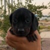 Dachshund puppies in Arizona