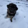 German Shepherd puppy, rehoming fee applies