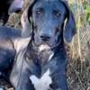 Great Dane puppies - 2 Brindle females, 2 black males, 3 black females-Niles MI