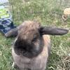 Pedigree doe holland lop.
