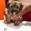 Yorkie pups ready to go 