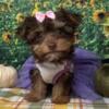 Vera - Female - Tiny Shorkie Puppy - Chocolate - Yorkie/Shih Tzu Designer Breed - Ready to Go - Hypoallergenic