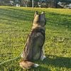 AKC Female Siberian Husky For Sale