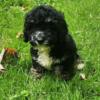 REDUCED ADORABLE CAVAPOO PUP BEETLEJUICE