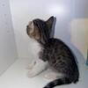 8-Week Old Half Bengal Kitten