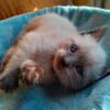 Beautiful Siamese kittens 2m&2f