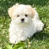 Shichon/Teddy Bear (shih tzu/ bichon mix)