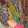Looking to Purchase Macaws, African Greys, Cockatoos & Other Large Parrots
