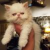 AVAILABLE NOW : Flame Point Male Persian