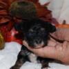 Male Teacup poodle puppy