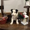 ABCA Female Puppy