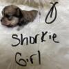 Sweet shorkie girl