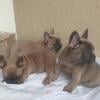 French Bulldogs for sale