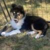 Rough & smooth AKC Collie Puppies