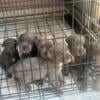 5 week old cane corso puppies