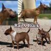 Upcoming litter