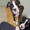 Purebred Boxer Puppies