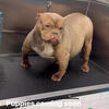 American bully puppies