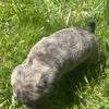 *Updated* Brindle Pug-Jack Russell Puppies