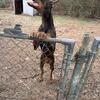 Rehome a Doberman chocolate