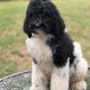 Standard poodle puppies