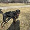 Rehome large purebred Doberman pinscher