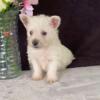 West Highland White Terrier