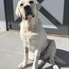 AKC White Health Tested Lab for Stud
