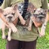 Fluffy curly big rope Frenchies