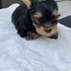 Tiny yorkie Males