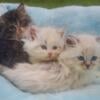 Purebred Siberian kittens