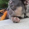 French bulldogs 