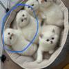 2 male Scottish fold kittens