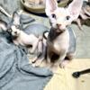 Sphynx Kittens Ready To go HOME! 2 year HCM Health Warranty!