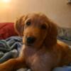 Akc golden retriever female