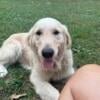 Beautiful AKC female golden retriever