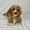 ADORABLE COCKAPOO PUPPIES FOR SALE