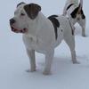 Purebred American Bully for Sale – Loving, Protective + Breeding rights