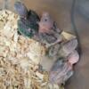 Baby conures looking for new homes!