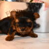 MALE YORKIE TEDDY TEACUP