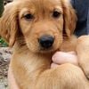 Golden Retriever puppies