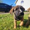 7 week boxer German shepherd rottweiler mix puppies