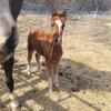 Morgan fillies for sale 