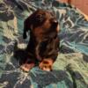 Black and tan/white  miniature dashund