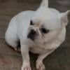 Female French bulldog