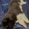 Gorgeous AKC American Akita pups
