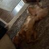 *AVAILABLE FOR STUD ONLY* NOT FOR SALE* AKC Golden Retriever Male Stud