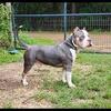 American bully Male Dog