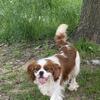 AKC registered Cavalier King Charles Spaniel- almost 3 years old! 